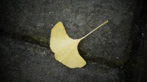 ginkgo-1364428_1920